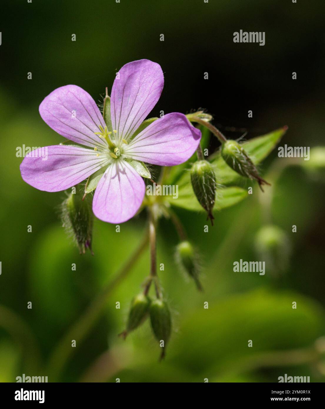 Wildgeranie (Gernamium maculatum) - Hall County, Georgia.. Die helle Blüte einer wilden Geranie auf dem Waldboden. Stockfoto