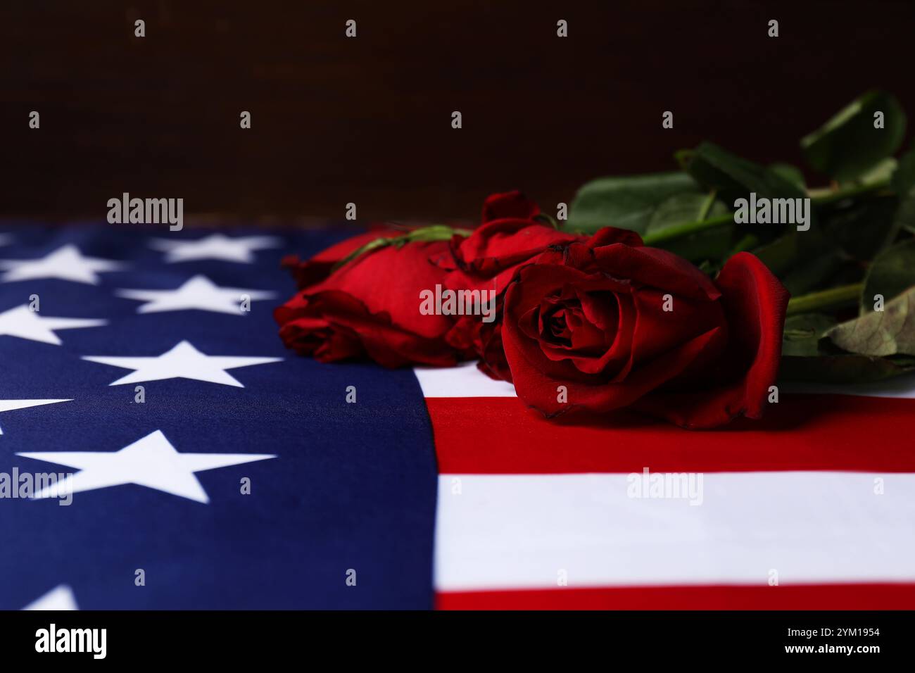 Veteranentag. Amerikanische Flagge und Rosen, Nahaufnahme Stockfoto