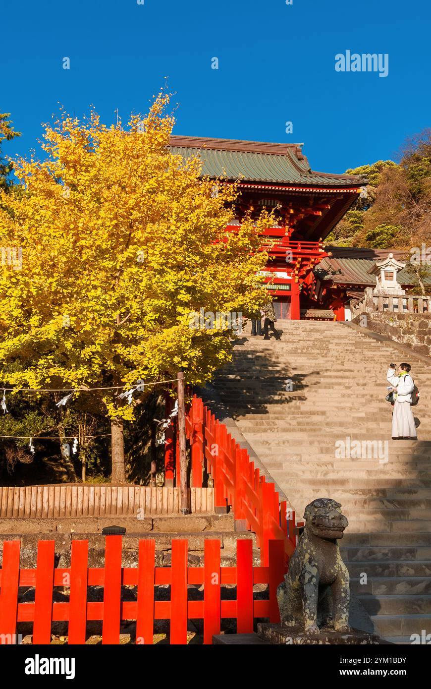 Herbst in Kamakura. Ginkgo gelbe Blätter im Tsurugaoka-Hachimangū-Tempel Stockfoto