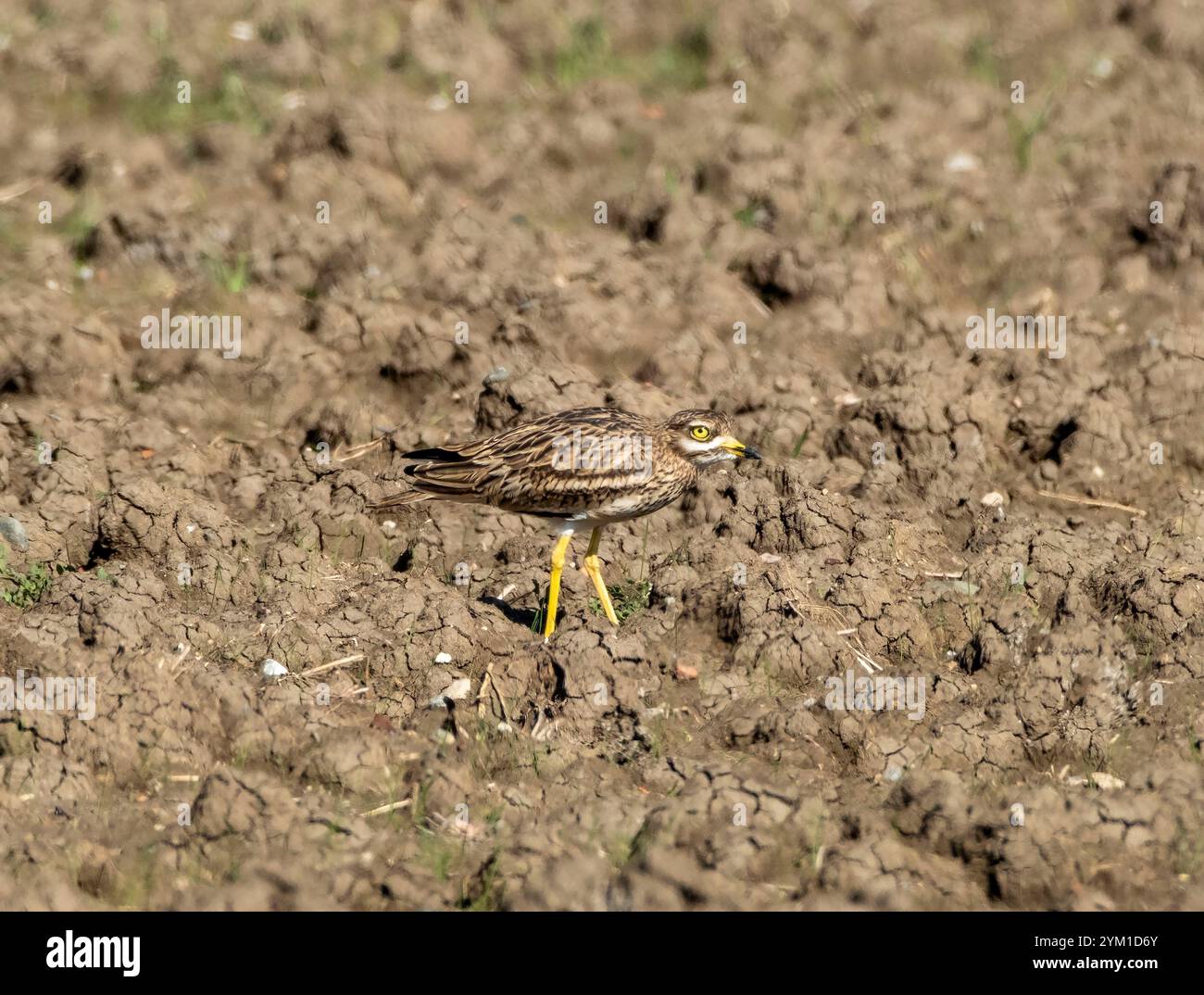 Eurasischer Steinbrach, Burhinus oedicnemus, Zypern Stockfoto
