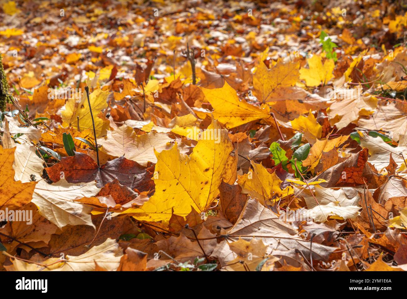 Herbstlich gefärbter Blätter am Boden, Herbst, Bayern, Deutschland, Europa Herbstlich gefärbter Blätter am Boden, Herbst *** Herbstfarbene Blätter auf Stockfoto