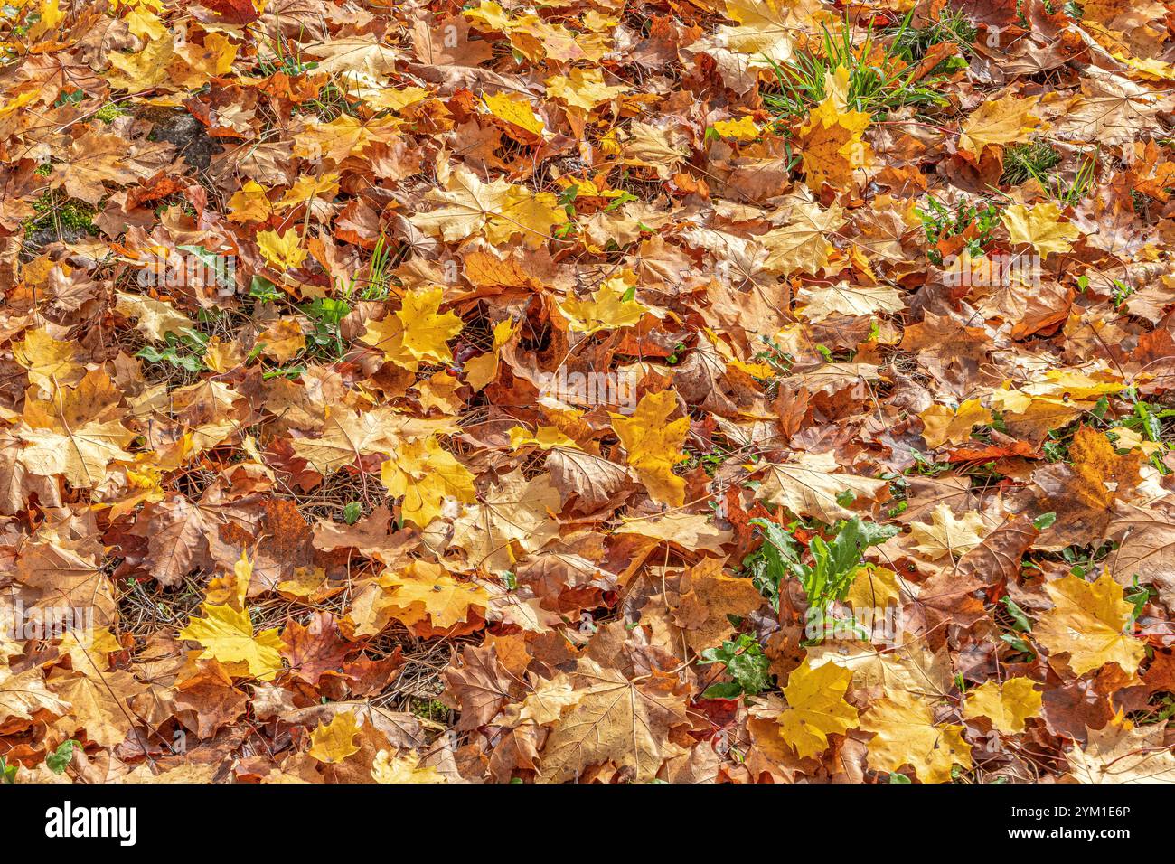 Herbstlich gefärbter Blätter am Boden, Herbst, Bayern, Deutschland, Europa Herbstlich gefärbter Blätter am Boden, Herbst *** Herbstfarbene Blätter auf Stockfoto