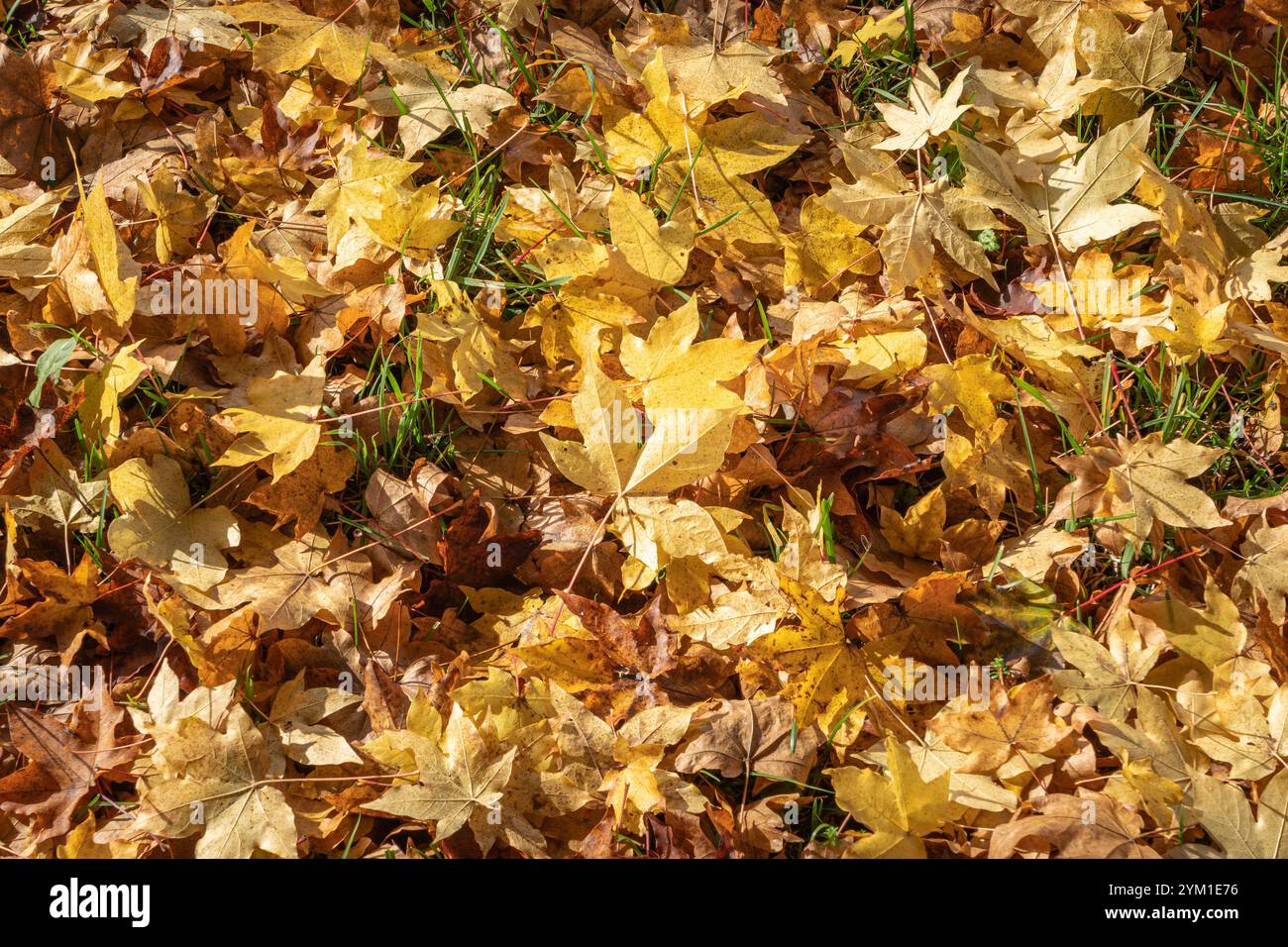 Herbstlich gefärbter Blätter am Boden, Herbst, Bayern, Deutschland, Europa Herbstlich gefärbter Blätter am Boden, Herbst *** Herbstfarbene Blätter auf Stockfoto