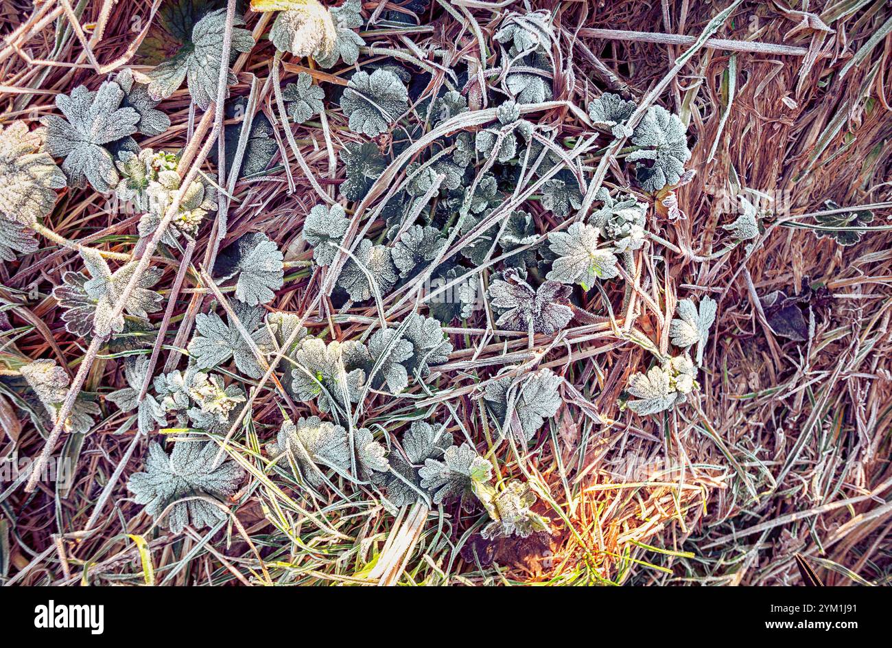 Der Frost überzieht die grünen Blätter und das trockene Gras am frühen Morgen und schafft so eine ruhige Winterlandschaft mit weichem Licht, das durchfiltert. Stockfoto