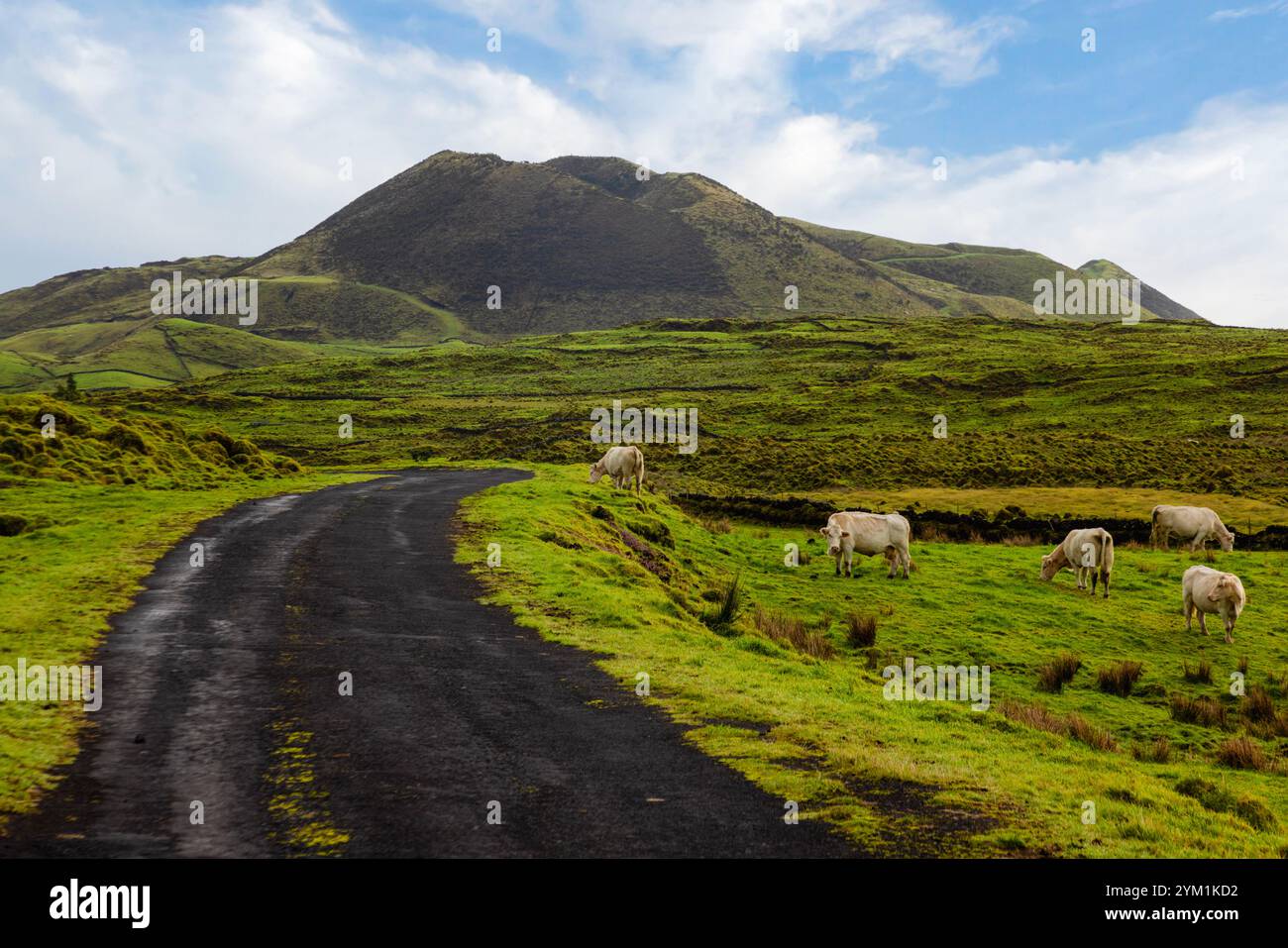 Vulkanische Landschaft entlang der Caminho das Lagoas auf Pico Island, Azoren. Stockfoto