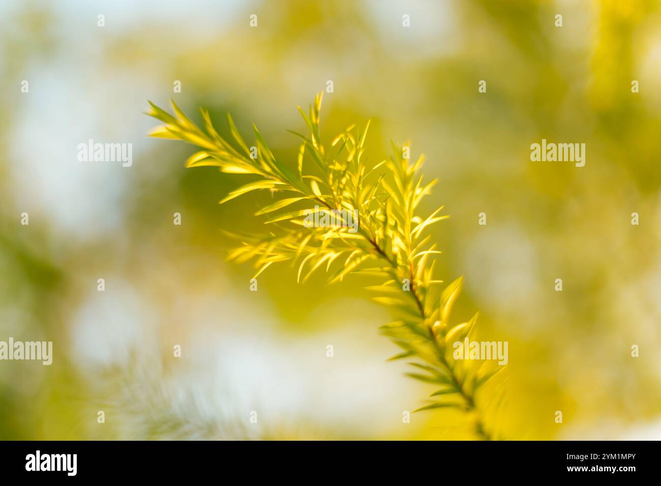 Nahaufnahme Melaleuca bracteata Baum, selektiver Fokus Stockfoto