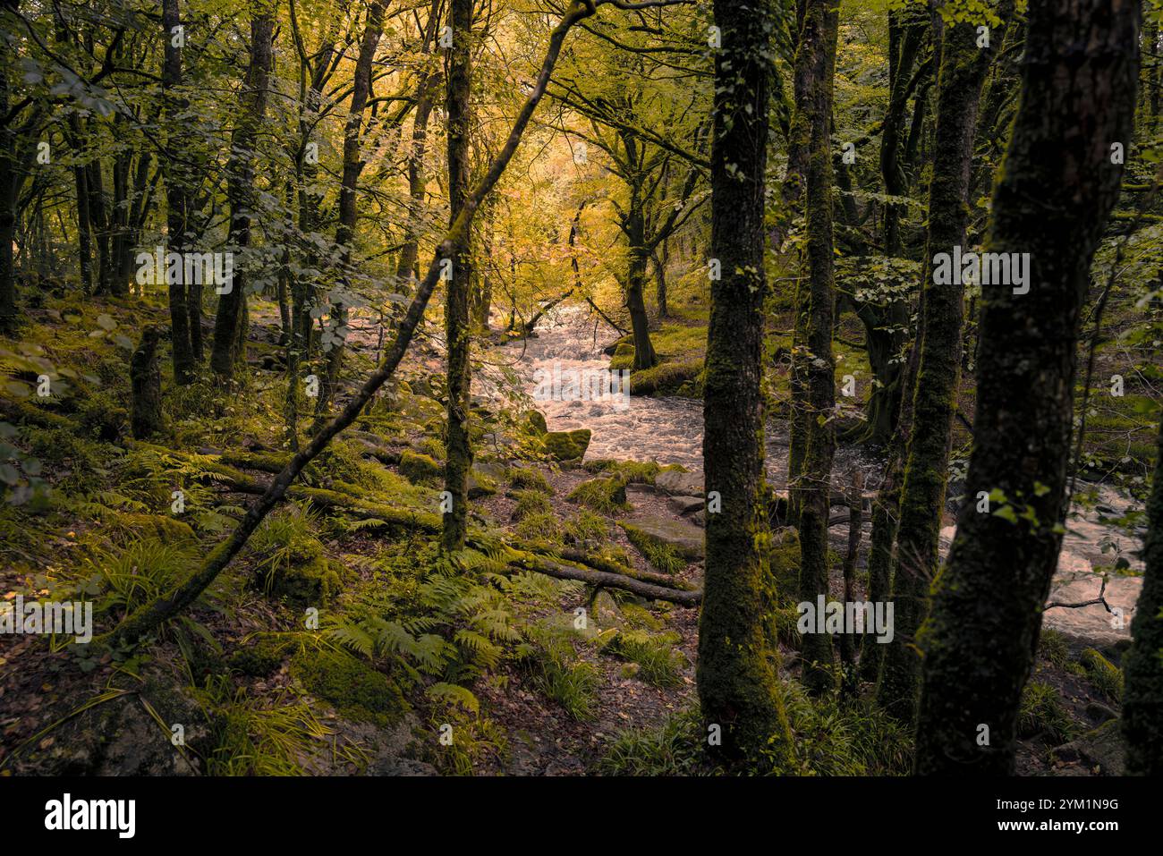 Golitha Falls. Der Fluss Fowey fließt durch den alten Eichenwald Draynes Wood am Bodmin Moor in Cornwall in Großbritannien. Stockfoto