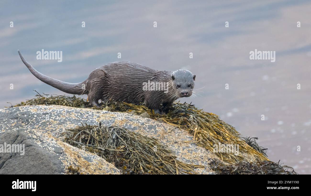 Europäischer Otter (Lutra lutra) steht auf einem Felsen auf der schottischen Isle of Mull Stockfoto