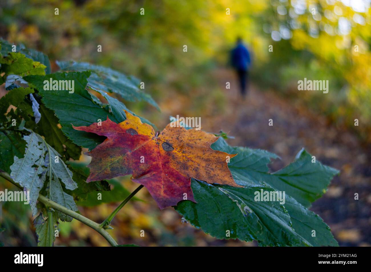 Einzelnes Blatt im Herbst Stockfoto