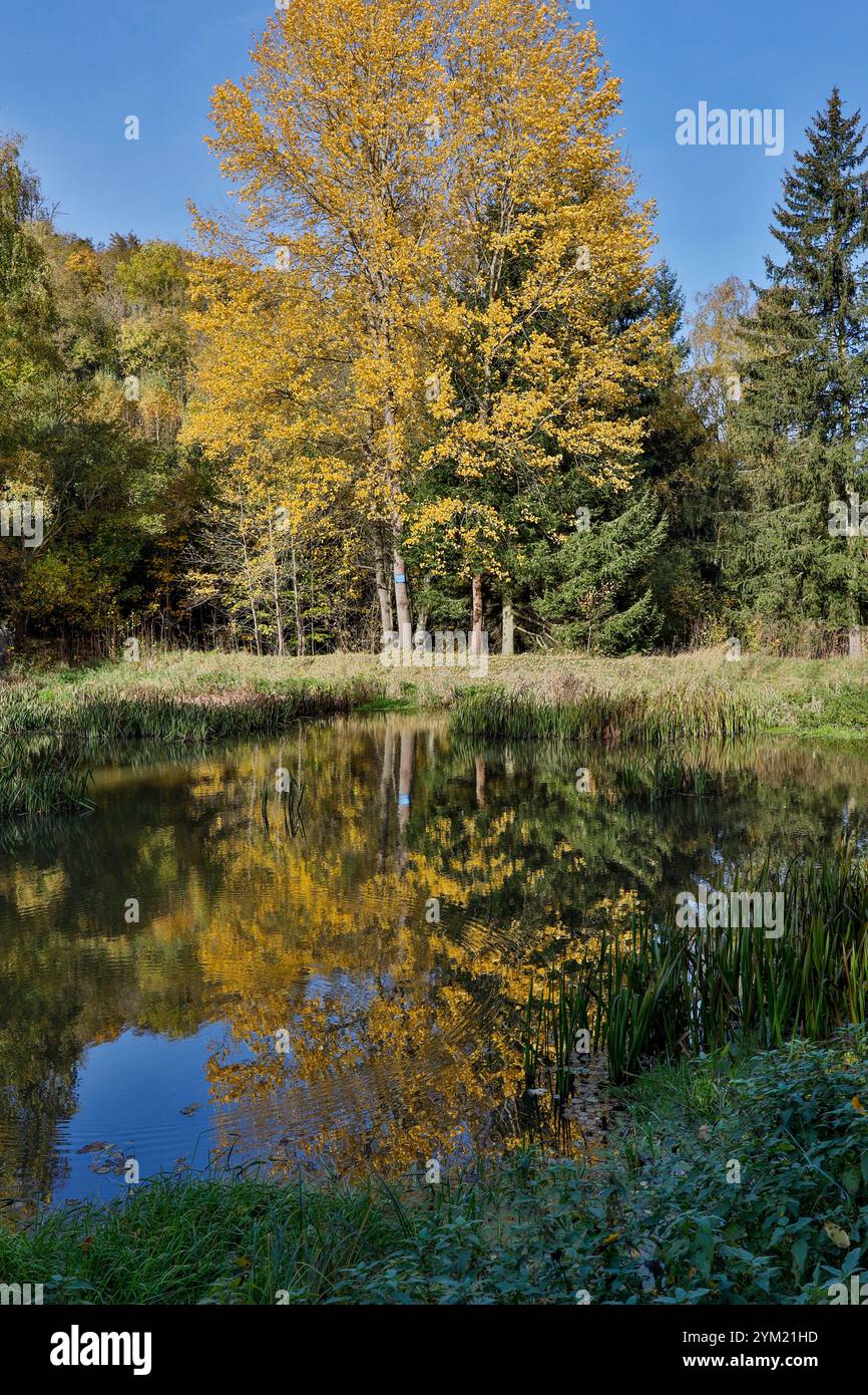 Katzsohlteich am Selketastieg Güntersberge Harz Stockfoto