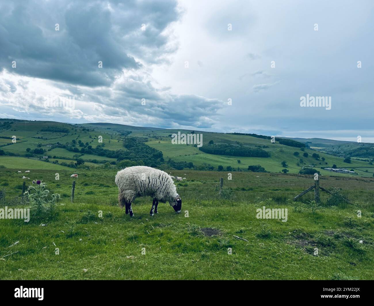 Natürliche Yorkshire Dales - Smartphone-aufgenommenes Stockfoto