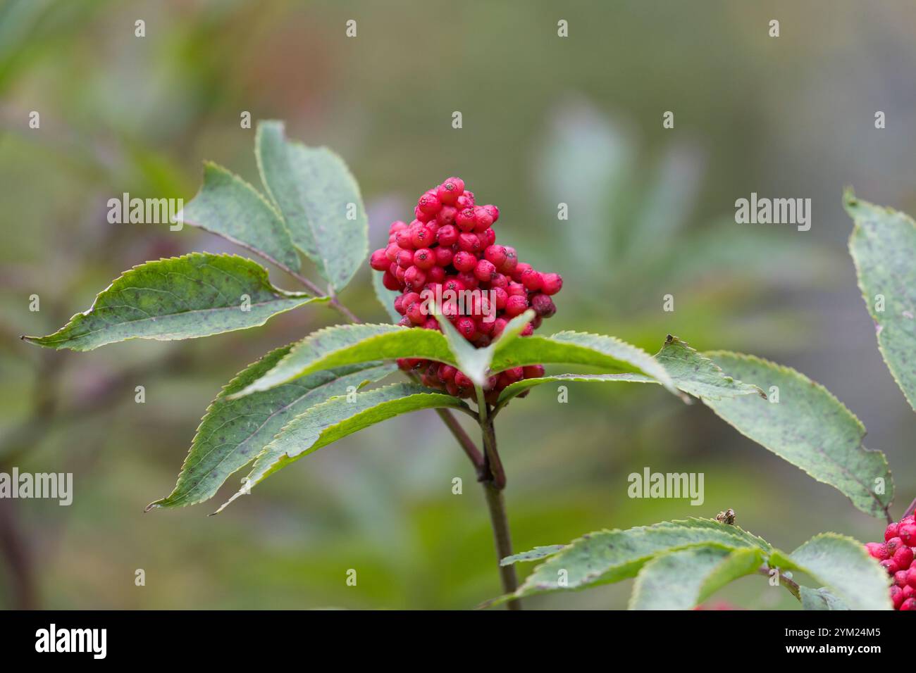 Roter Holunder, Trauben-Holunder, Traubenholunder, Bergholunder, Berg-Holunder, Früchte, Sambucus racemosa, Rotberiger Ältester, Roter Holunder, Obst, Stockfoto