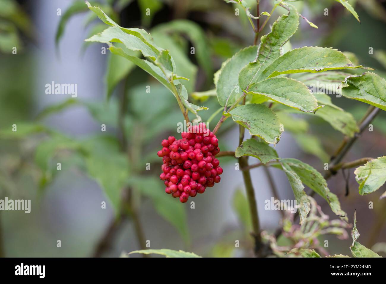 Roter Holunder, Trauben-Holunder, Traubenholunder, Bergholunder, Berg-Holunder, Früchte, Sambucus racemosa, Rotberiger Ältester, Roter Holunder, Obst, Stockfoto