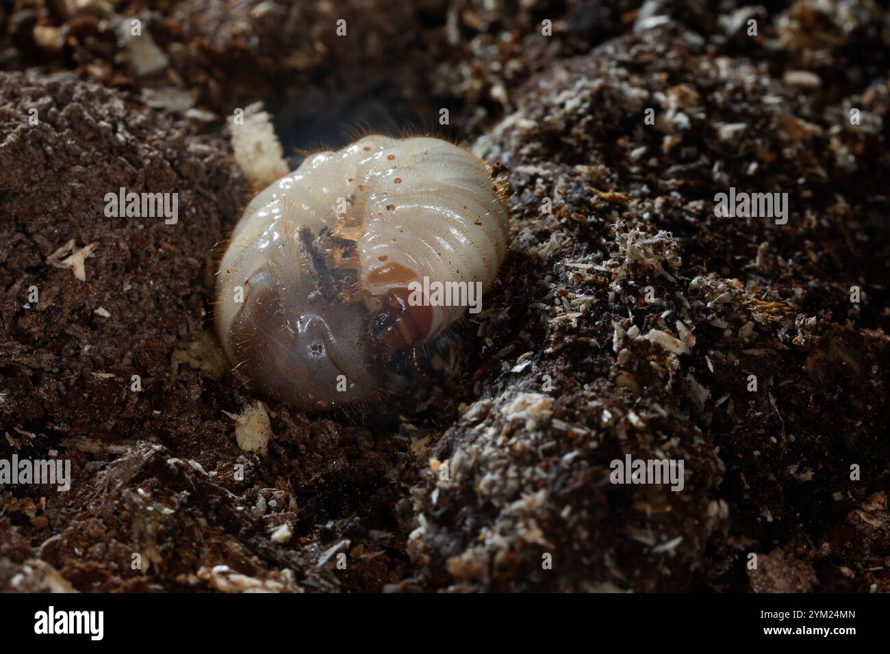 Gemeiner Rosenkäfer, Larve, Engerling, Larven, Käferlarve, Goldkäfer, Gold-Rosenkäfer, Goldrosenkäfer, Cetonia aurata, Rosenscheuer, grüner Rosenscheuer, Stockfoto