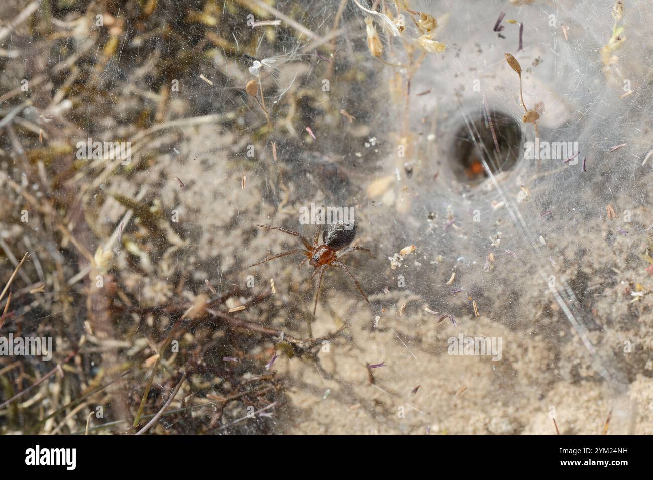 Labyrinthspinne, Labyrinth-Spinne, Netz, Trichternetz, Tautropfen, Agelena labyrinthica, Gratrichterweber, Labyrinthspinne, l’Agélène à labyrinthe, Tri Stockfoto