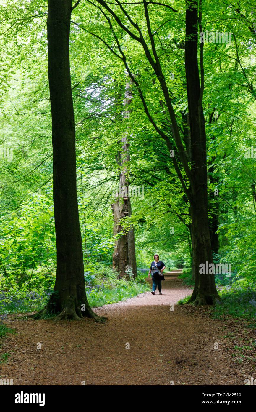 Jade Bluebells in West Woods bei Marlborough Wiltshire Stockfoto