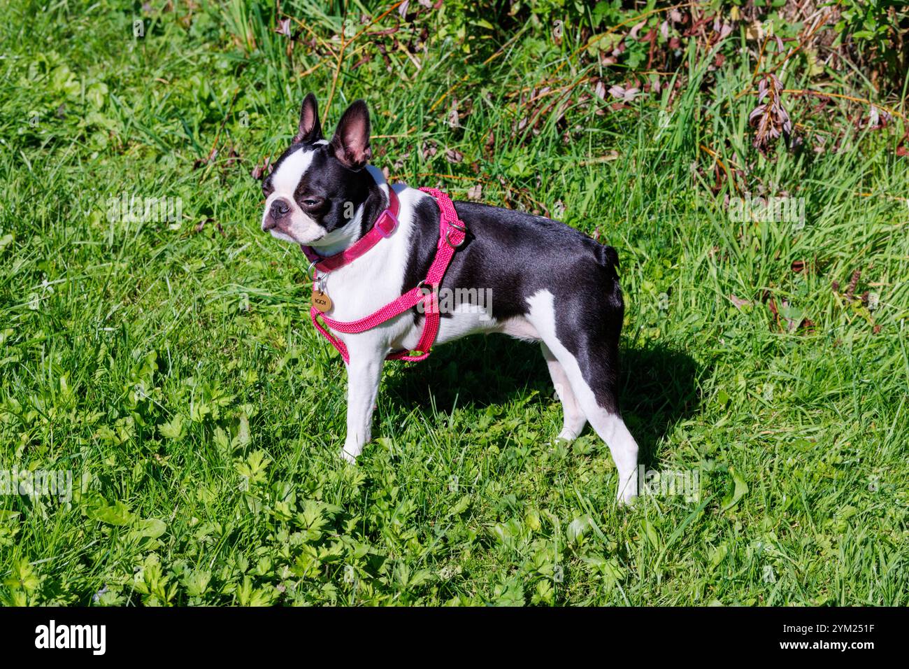 Boston Terrier Stockfoto