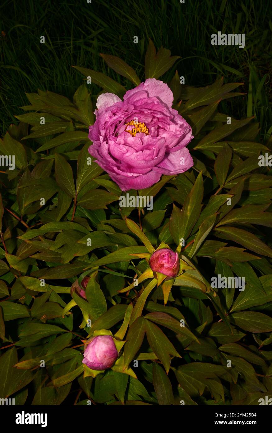 Ein rosafarbener Blumenkopf und zwei Knospen der Pfingstrose, Paeonia Officinalis, vor einem grünen Hintergrund. Gut fokussiert mit guten, klaren Details. Stockfoto