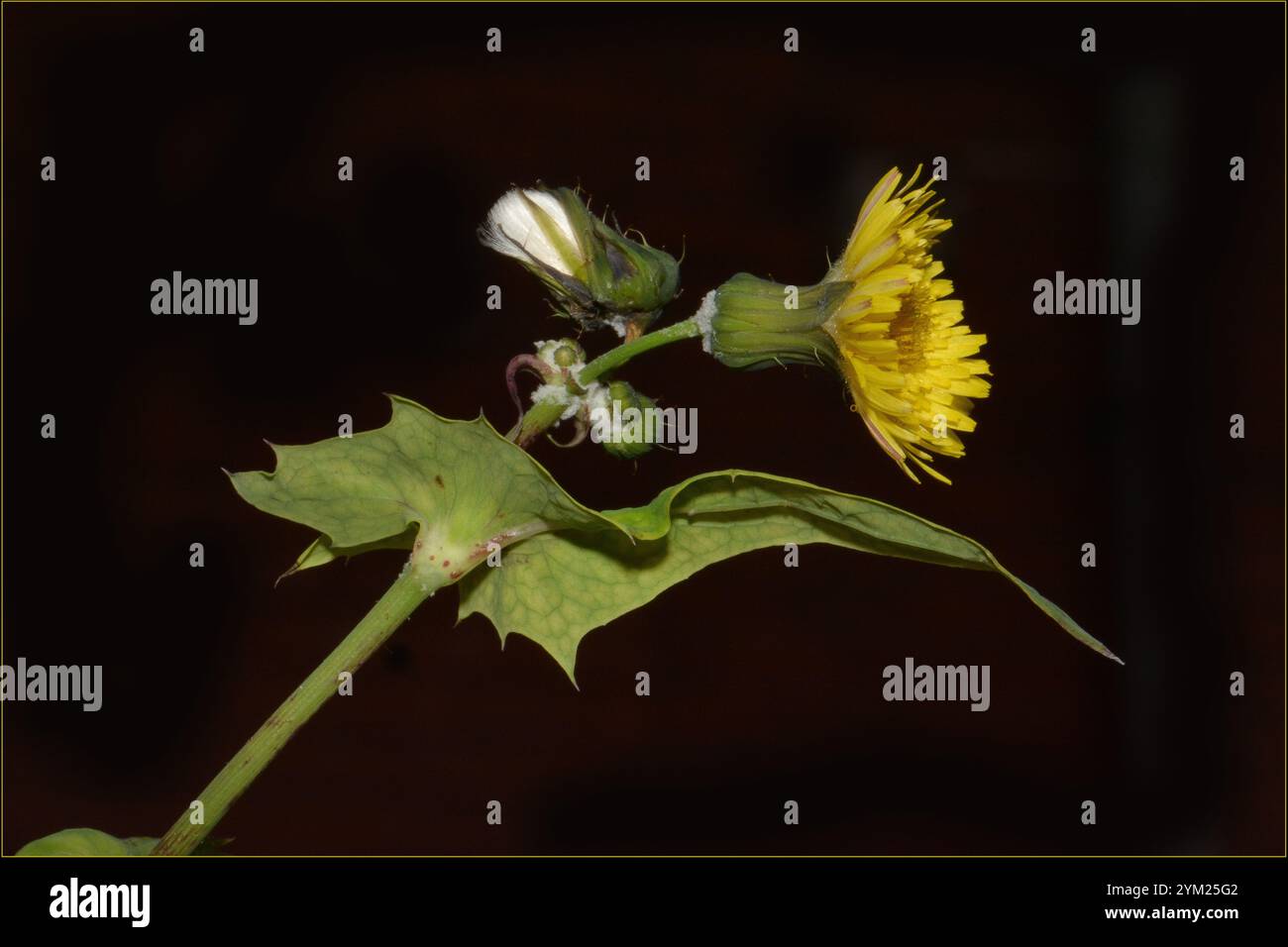 Ein kurzer Stiel, Knospen, eine Blume und ein Samenkopf des Gemeinen Sowthistels vor schwarzem Hintergrund. Sonchus oleraceus. Natürliche Schönheit, sehr fokussiert. Stockfoto