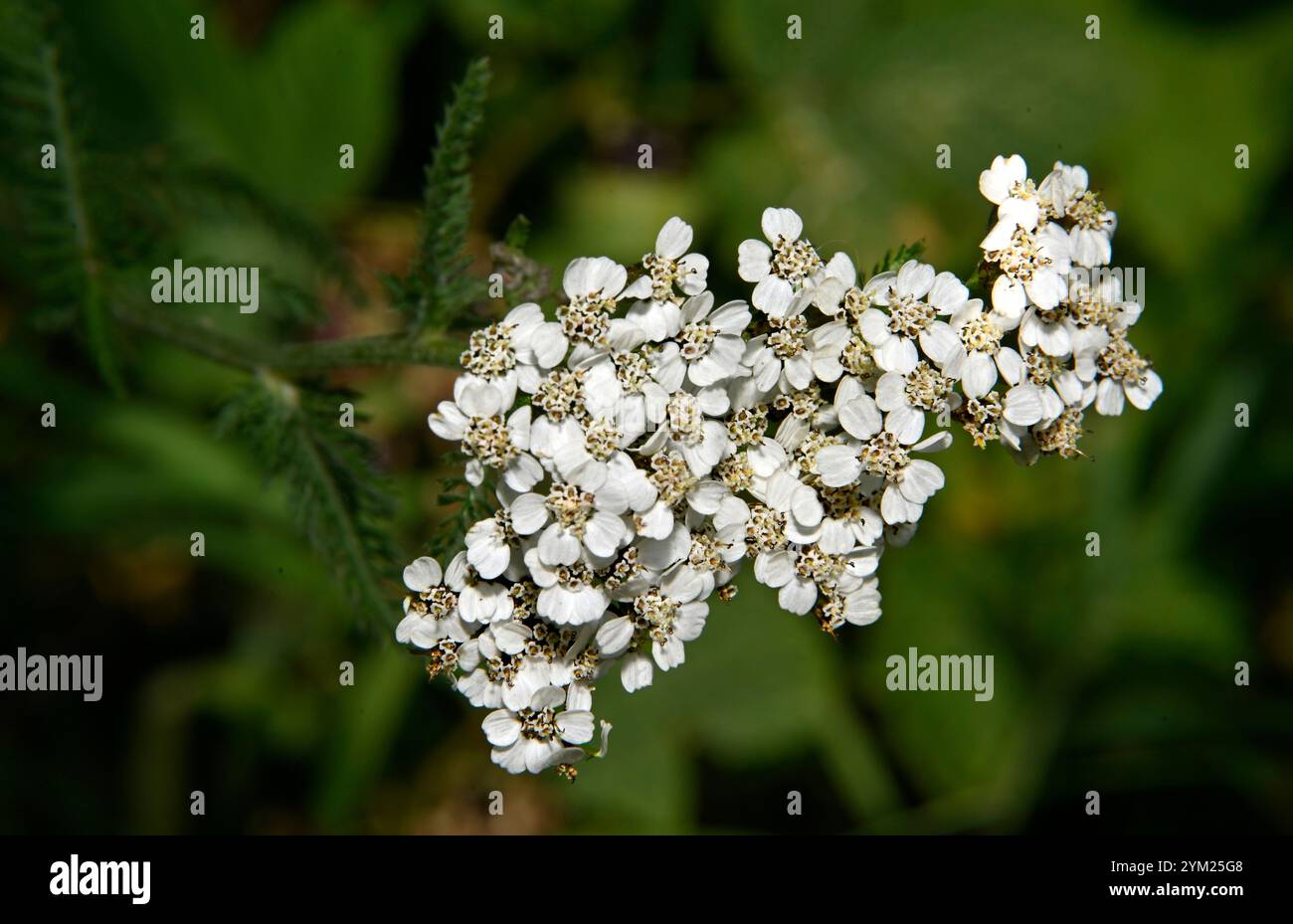Ein Nahaufnahme-Bild einer Gruppe von gewöhnlichen Schafgarbenblüten. Achillea millefolium. Ein natürlicher grüner, unscharfer Hintergrund. Natürliche Schönheit. Stockfoto