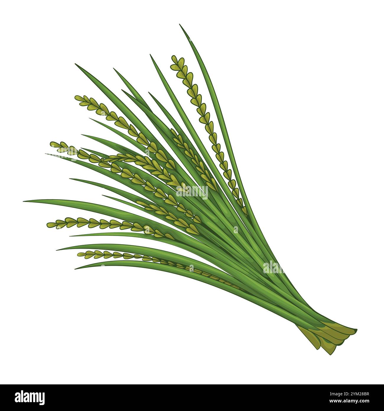 Vetiver. Eine Basisnote in der Parfümerie. Pflanzliches aromatisches Öl zur Herstellung von Parfums. Stock Vektor
