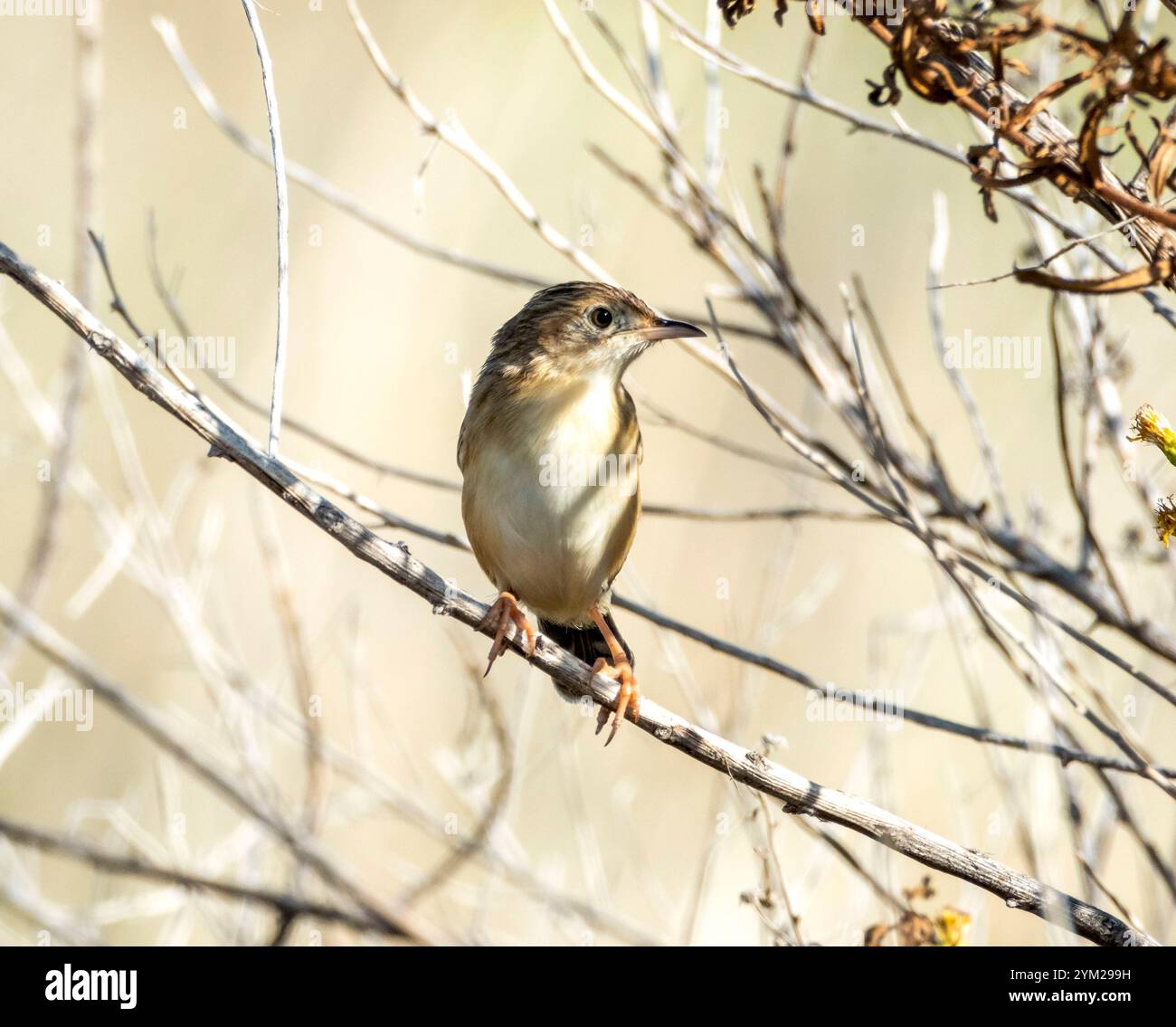 Zitting Cisticola oder gestreifter Fantail Warbler, ( Cisticola juncidis) in einem Busch, Zypern. Stockfoto