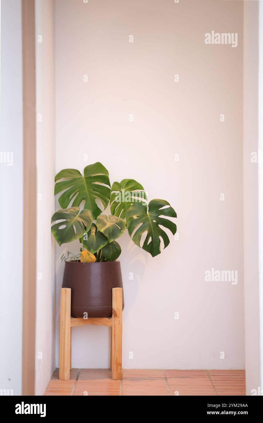 Monstera Pflanze in einem dunklen Topf mit weißem Hintergrund. Monstera Pflanze in einem Topf mit Kopierraum darüber. Stockfoto