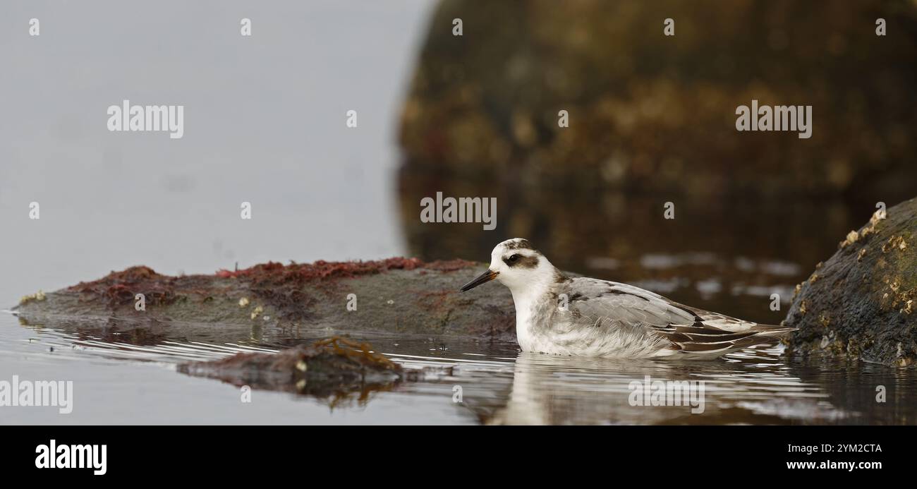 Rote Phalarope im Wintergefieder-Schwimmen Stockfoto