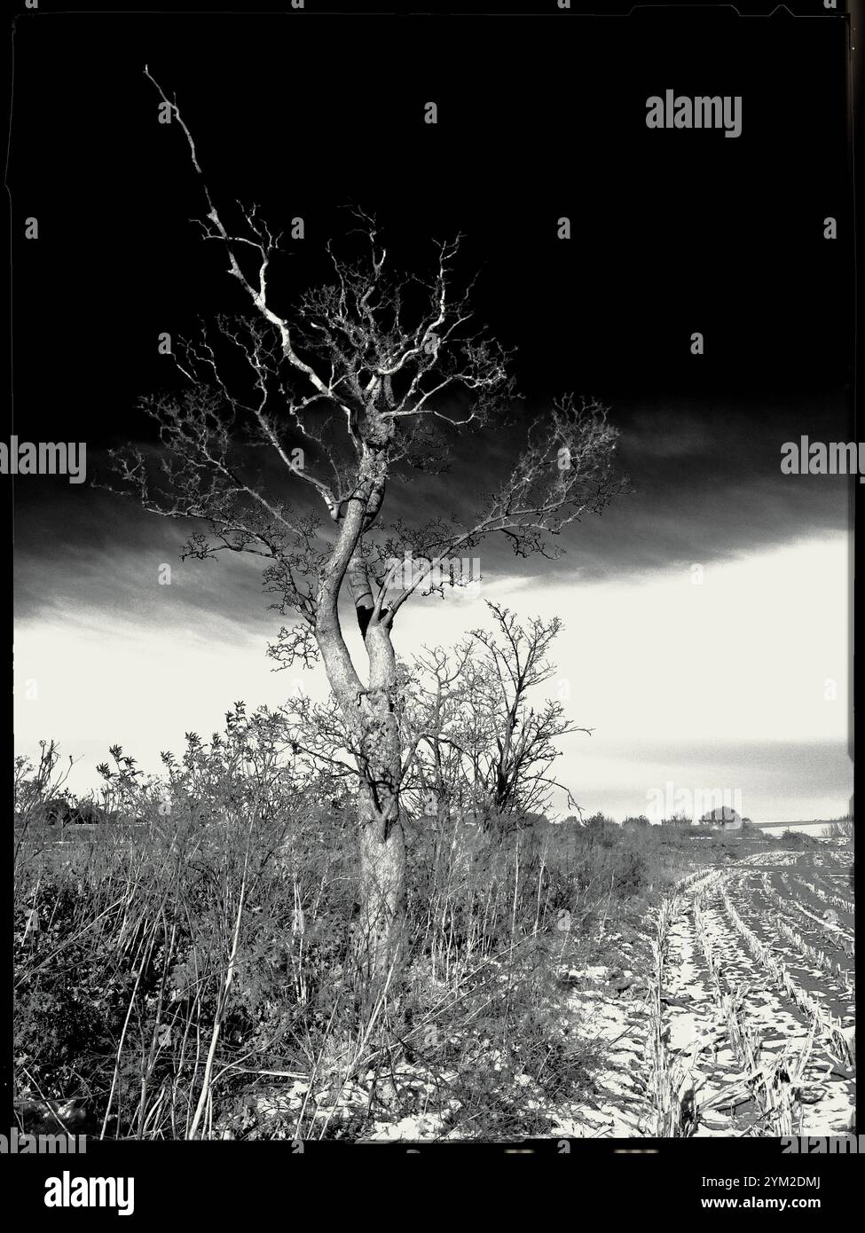 Synthetisches Infrarotbild eines toten Baumes auf einem Feld in der Nähe von Ancaster, Lincolnshire, England, Großbritannien. Stockfoto