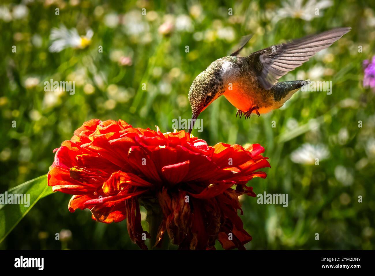Hummingbird im Thuya Garden ein halbformaler Kräutergarten auf Mount Desert Island im Nordosten des Hafens Maine USA Stockfoto