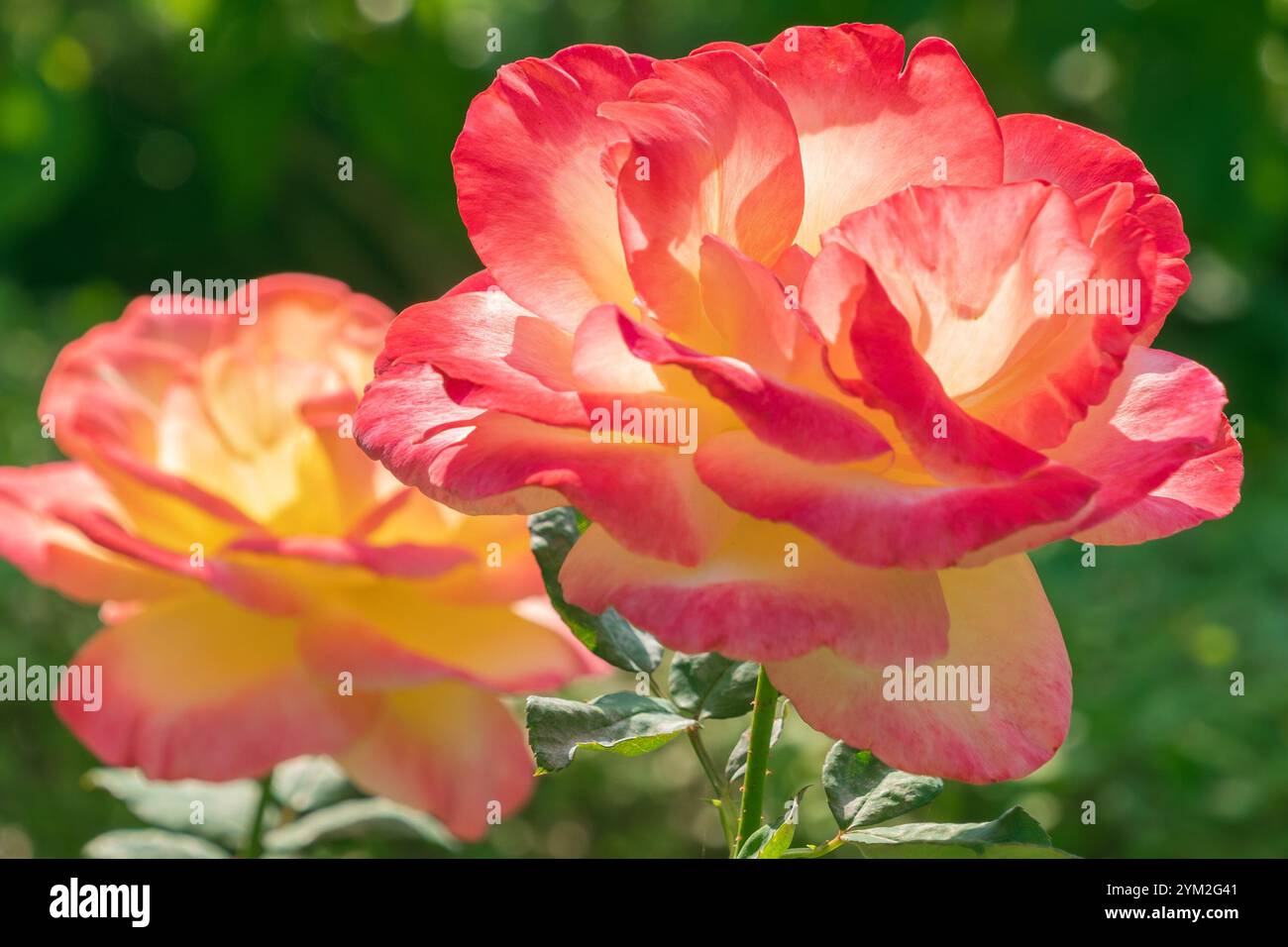 Schöne mehrfarbige Rosen im Garten, Nahaufnahme. Sommerblüte. Stockfoto