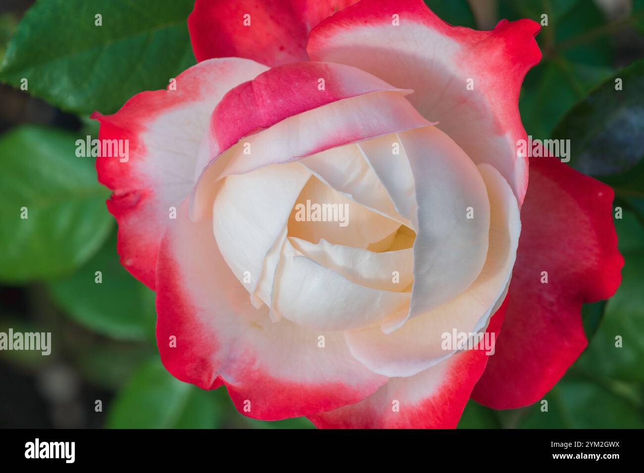 Schöne weiße und rote Rosa odorata im Garten, Nahaufnahme. Eine hybride blühende Pflanze. Stockfoto