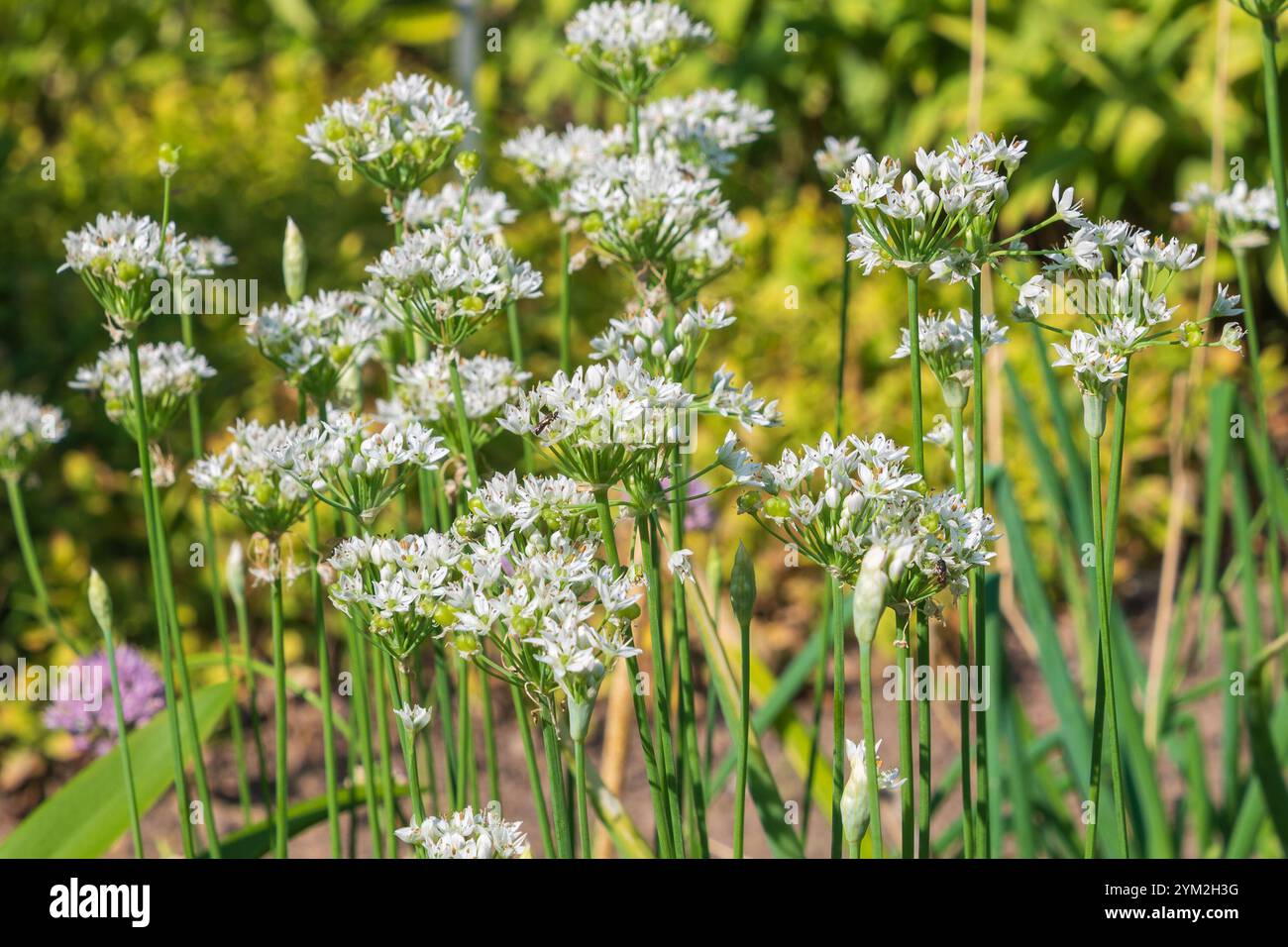 Blühender KnoblauchSchnittlauch. Allium tuberosum. Orientalischer Knoblauch, asiatischer Schnittlauch, chinesischer Schnittlauch, chinesischer Lauch. Stockfoto