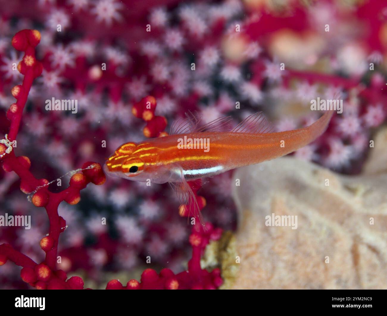 Leuchtend orangefarbene Fische, Schwarzbauchziefer (Eviota atriventris), Schwimmen neben roten Korallen, Tauchplatz Prapat, Penyapangan, Bali, Indonesien, Asi Stockfoto