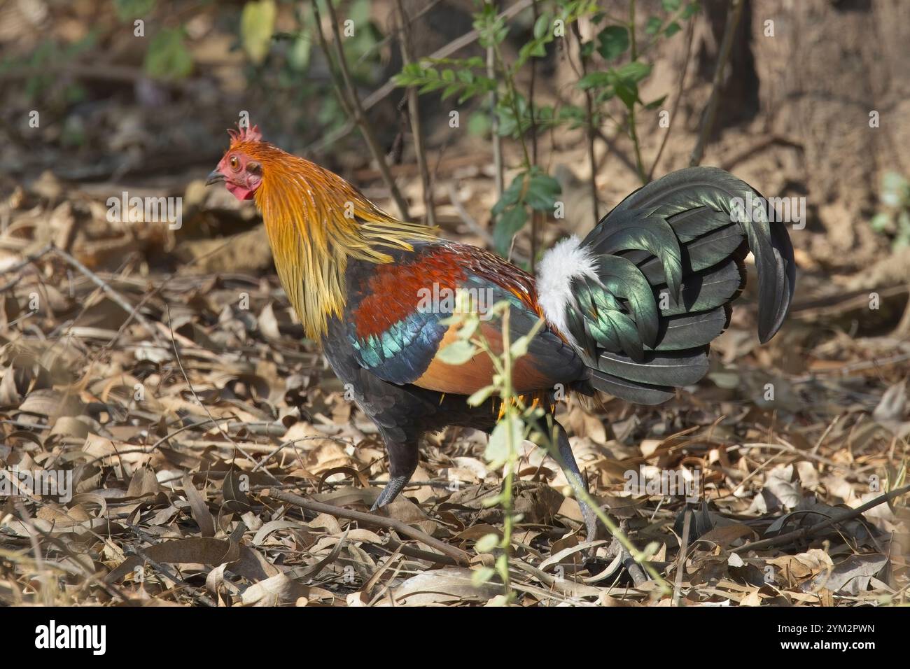 Red Junglefowl, (Gallus gallus), männlicher Spaziergang auf dem Waldboden, Jim Corbett National Park, Uttarakhand, Indien. Stockfoto