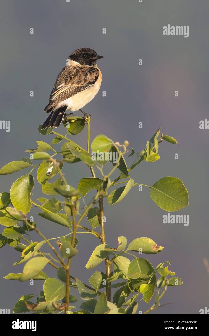 Sibirischer Stonechat (Saxicola maurus), männlich auf einem Busch, Jim Corbett National Park, Uttarakhand, Indien. Stockfoto