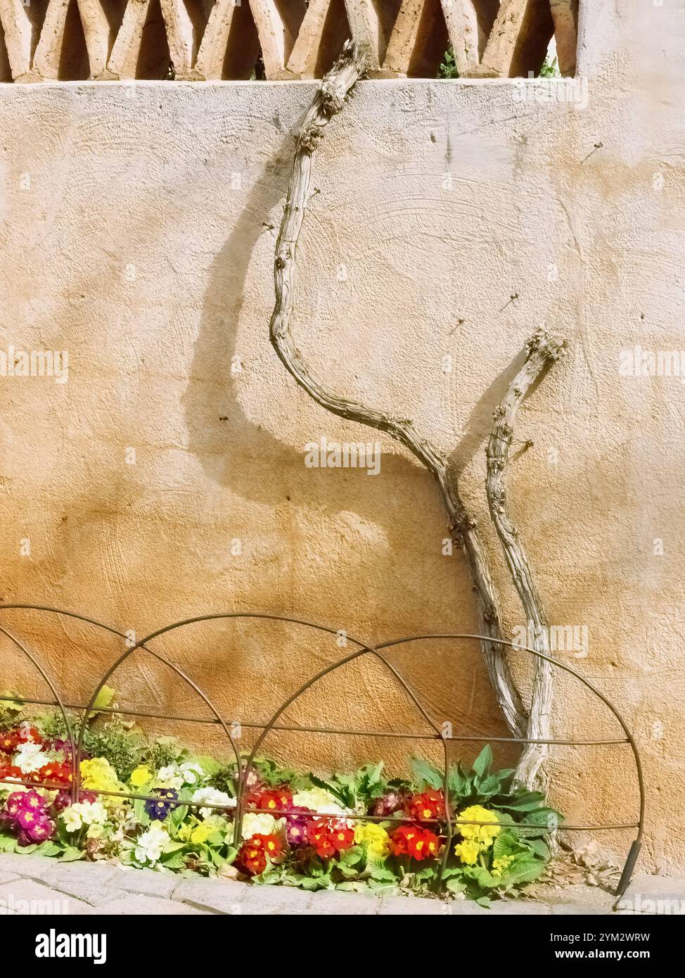Beige Wand, krumm Stock und olona Stockfoto