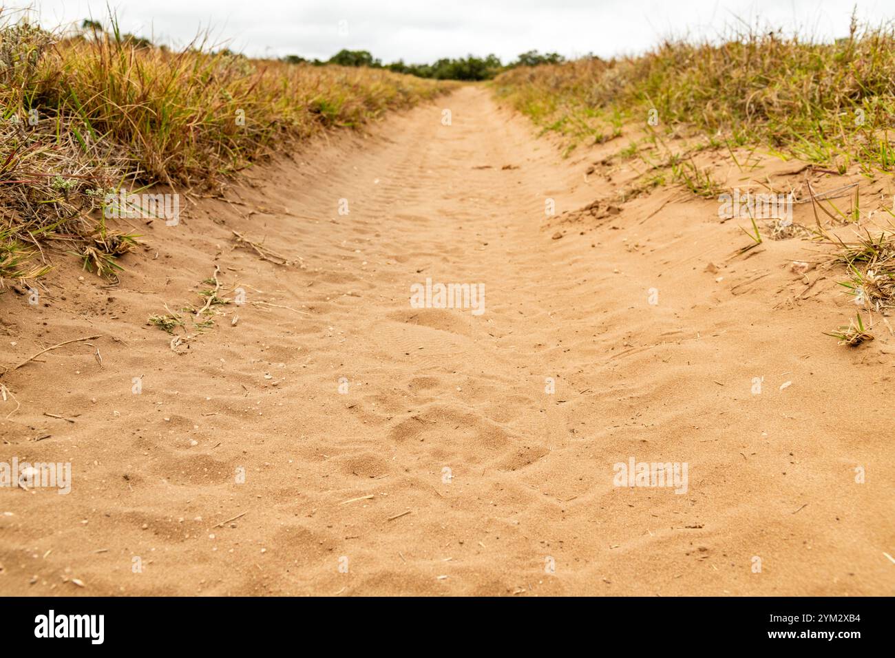 Die Pfotenabdrücke / Fußabdrücke eines Löwen auf einem Track im Schotia Game Reserve, Eastern Cape, Südafrika Stockfoto