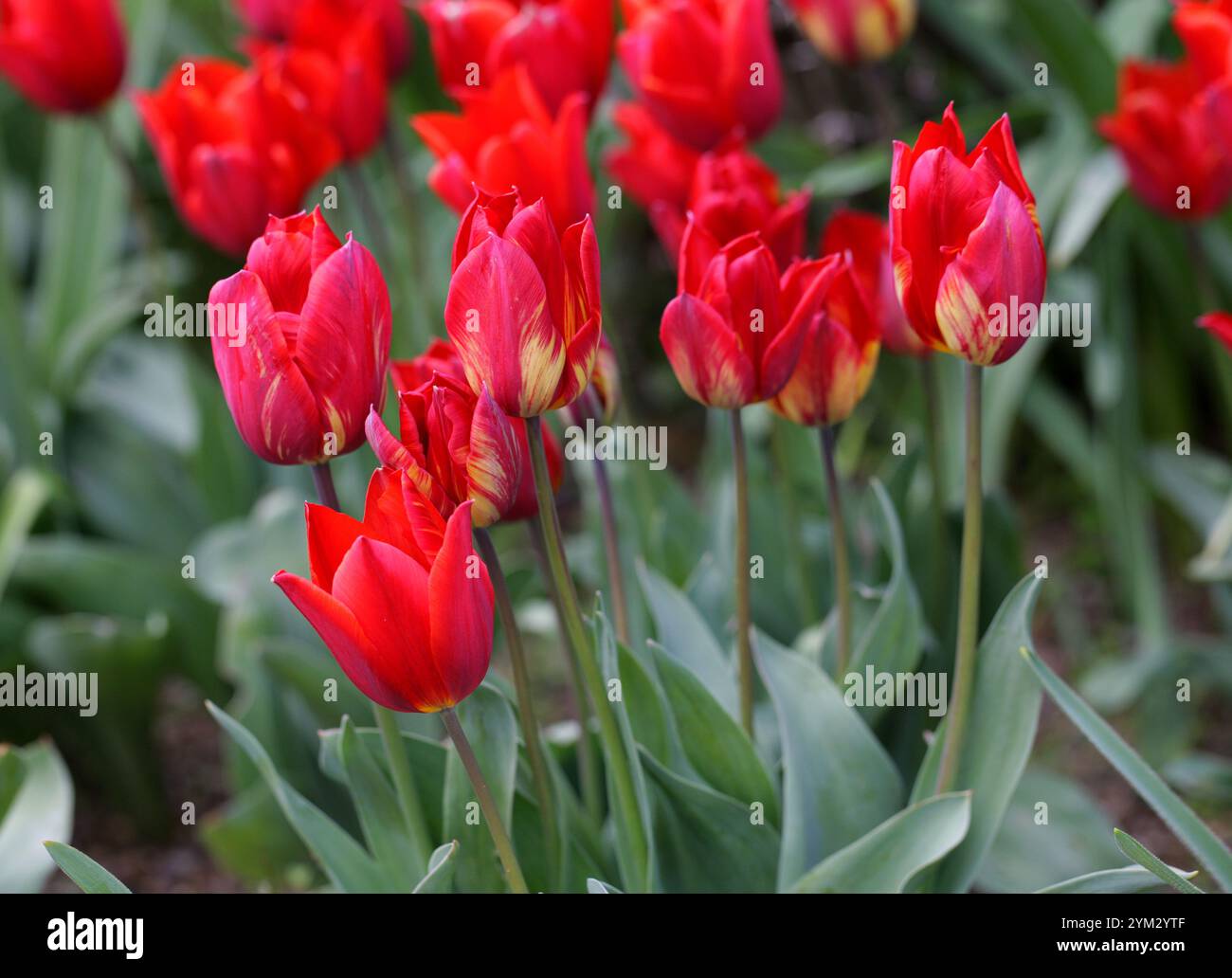 Rote Tulpe, Tulipa „Couleur Cardinal“, Liliaceae. Tulpen sind frühlingsblühende, mehrjährige, krautige Bulbiferengeophyten der Gattung Tulipa. Stockfoto