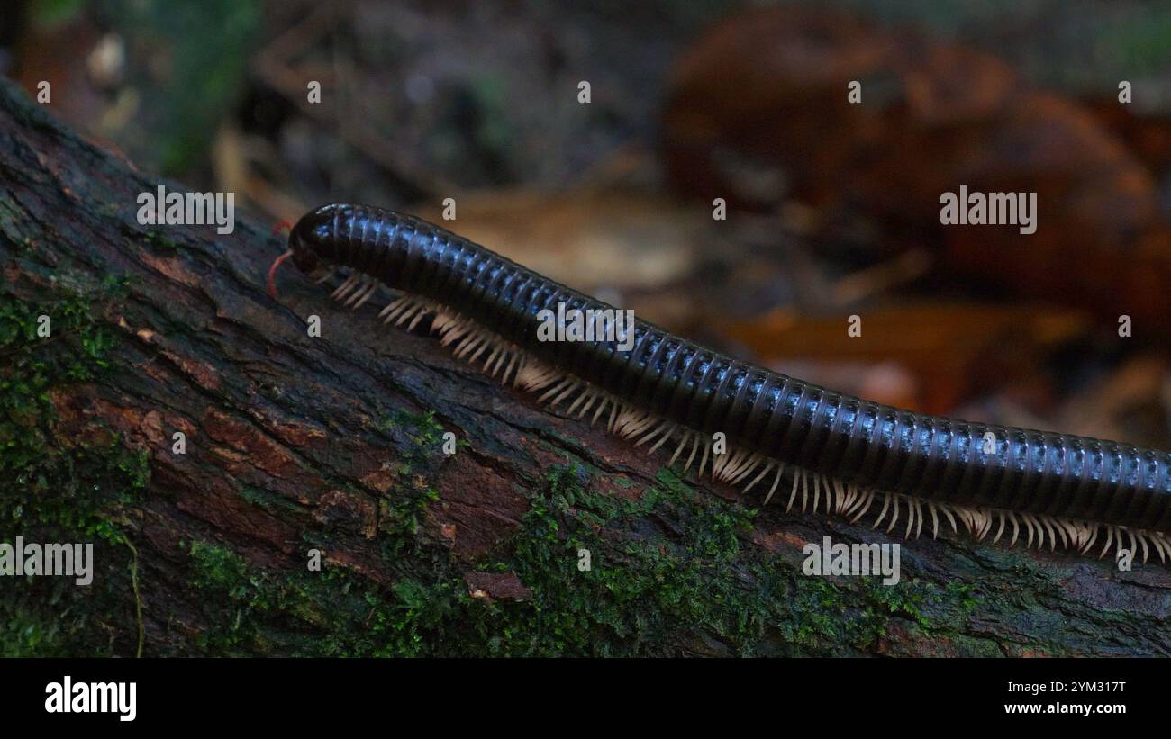 Tausendfüßler krabbeln auf Moos bewachsener Rinde im dunklen Wald Stockfoto