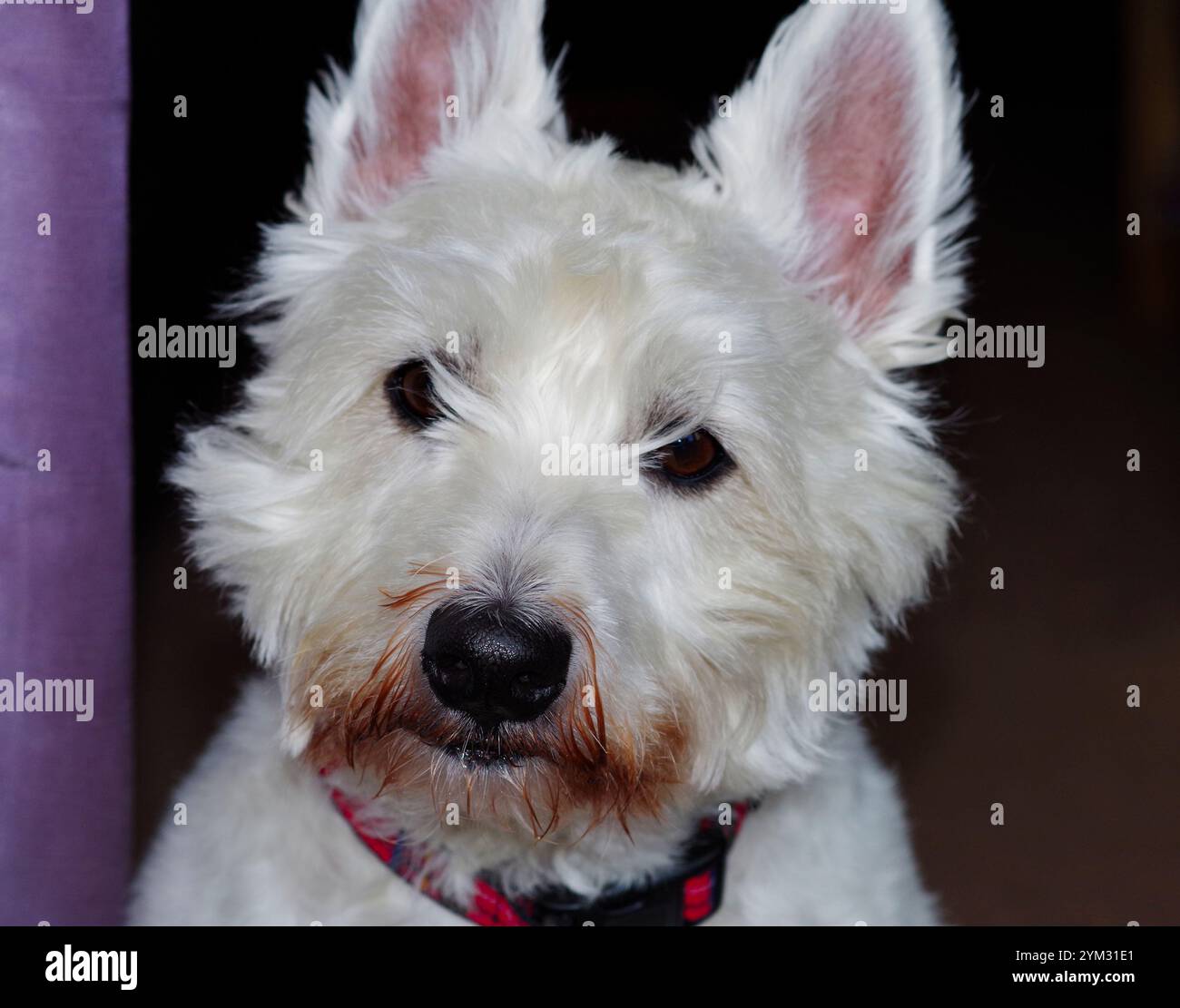Wunderschön aussehender West Highland Terrier mit nassem und schmutzigem Mund und kalter schwarzer Nase. Stockfoto