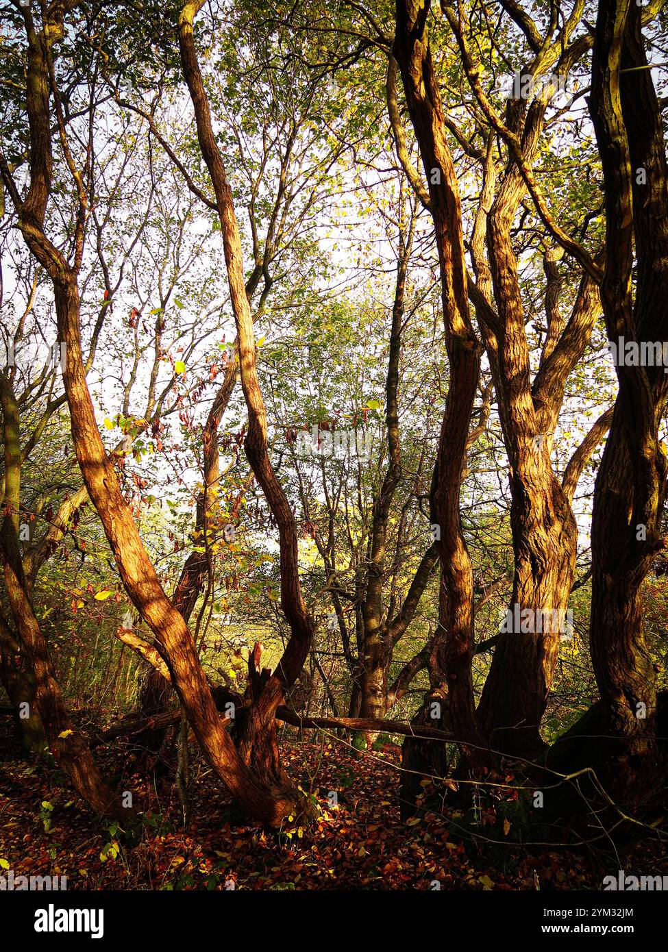 Roch Woods, Rochdale Stockfoto