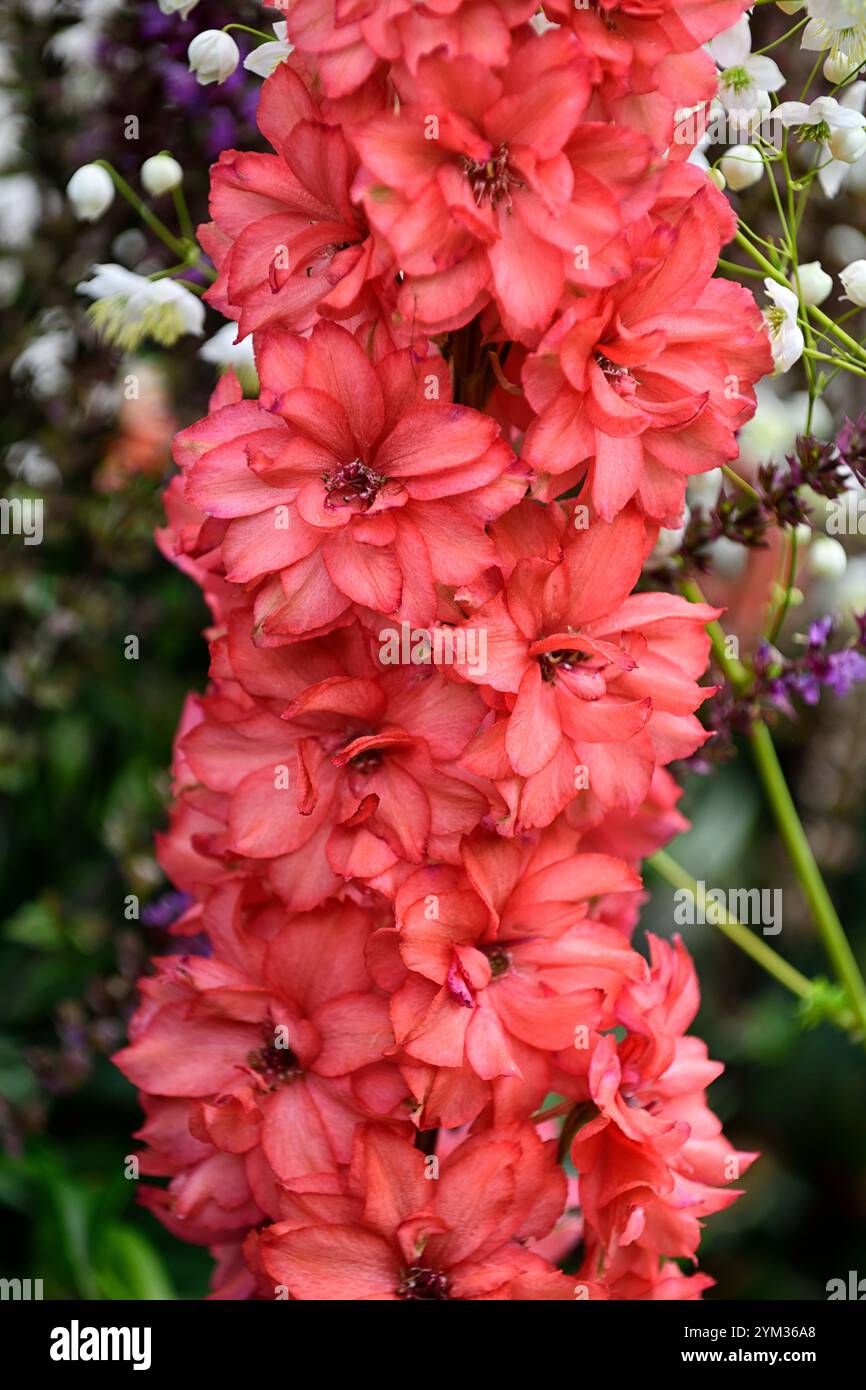 Delphinium Red Lark, korallenrot, lachsrote Blumen, korallendelphiniumblüten, blühende Spitze, blühende Spitze, RM Floral Stockfoto