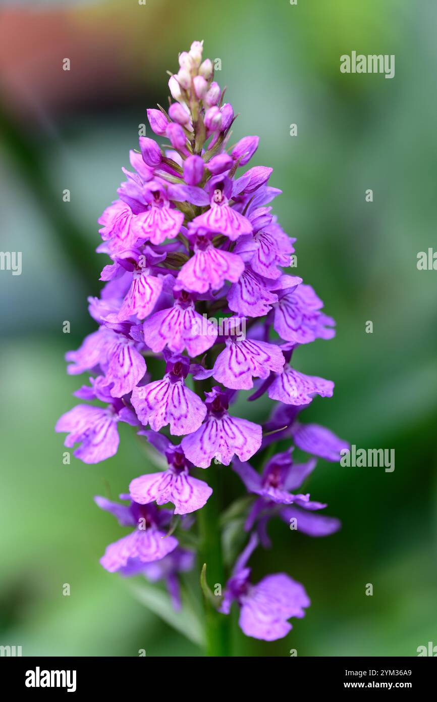 dactylorhiza Ex Helen Dillon, dactylorhiza, terrestrische Orchidee, lila Blume, Blumen, Blüte, Pflanzen, Stauden, Sumpf Orchideen, Garten, RM Floral Stockfoto