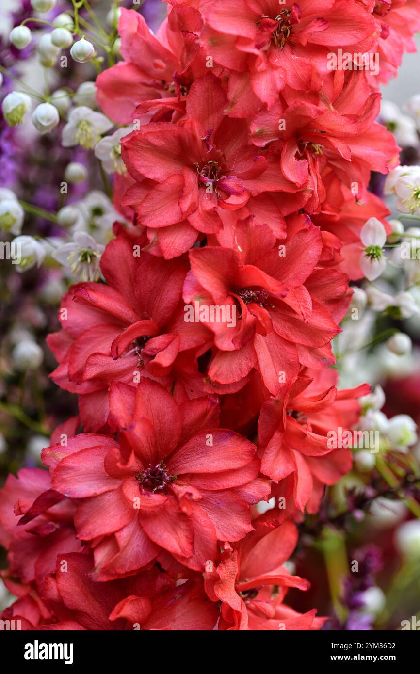 Delphinium Red Lark, korallenrot, lachsrote Blumen, korallendelphiniumblüten, blühende Spitze, blühende Spitze, RM Floral Stockfoto