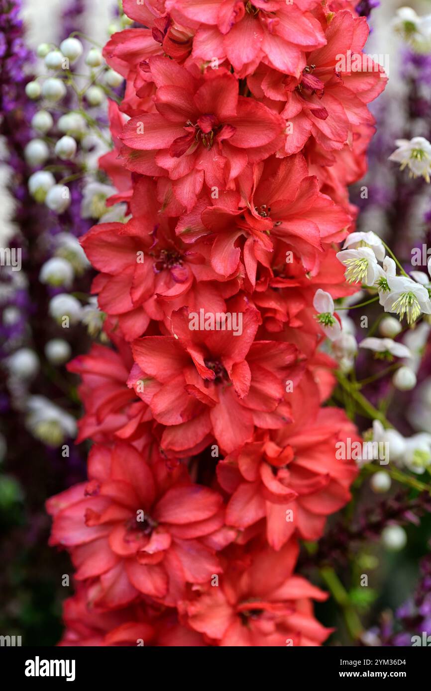 Delphinium Red Lark, korallenrot, lachsrote Blumen, korallendelphiniumblüten, blühende Spitze, blühende Spitze, RM Floral Stockfoto