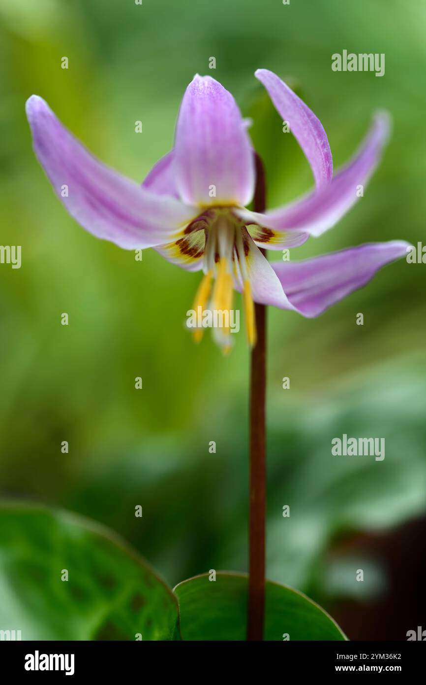 Erythronium revolutum pink Schönheit, rosafarbene Fliesenblumen, Blume, blühender Hund Zahnviolett, Frühling, Blumen, Blume, Blüte, Wald, Garten, Schatten, schattig, s Stockfoto