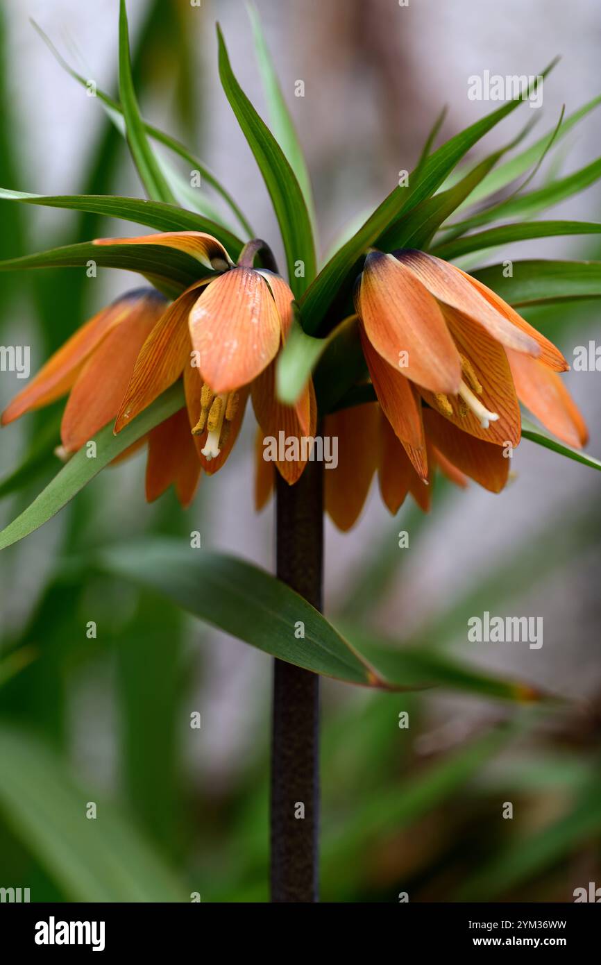 Fritillaria imperialis frühe Fantasy, orange Blumen, Aprikosen orange Blumen, orange Krone imperial, glockenförmige Aprikosen orange Blumen, gelbe Blumen, sp Stockfoto