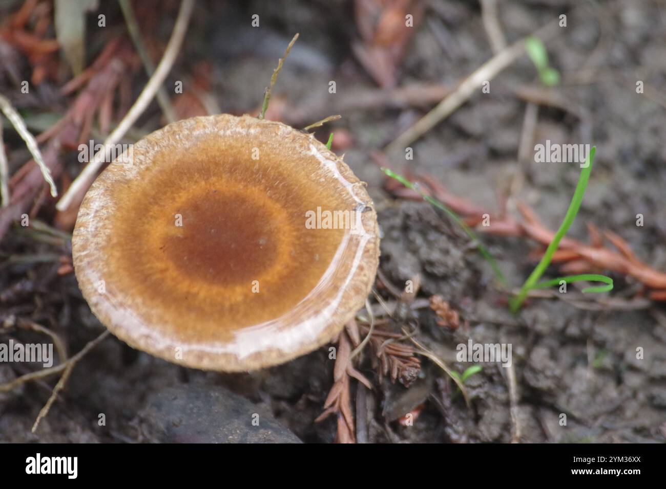 Pilze, die während der Weihnachtszeit wachsen Stockfoto