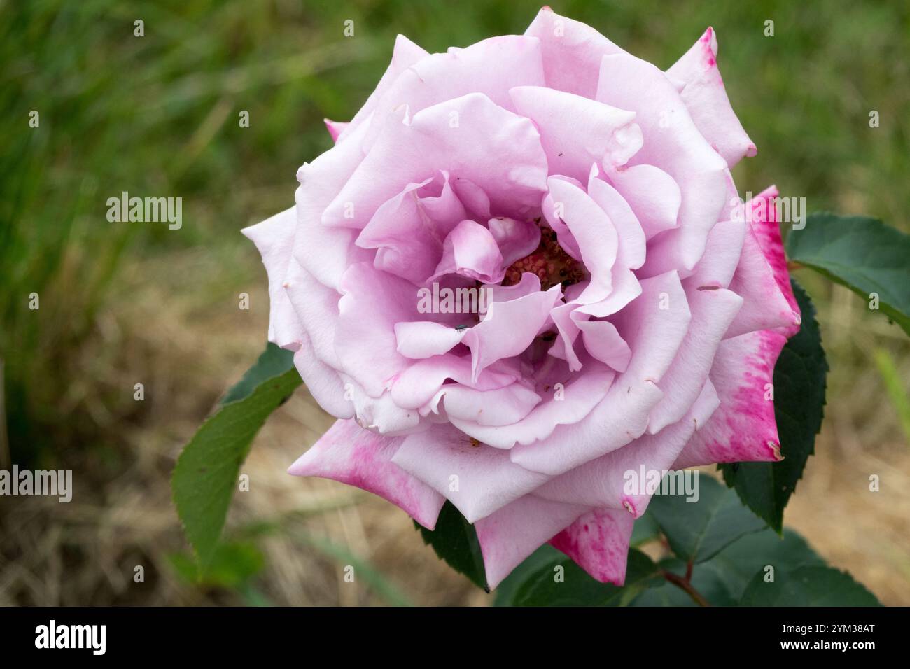 Rosa „Charles de Gaulle“ Hybridtee Rose Meilland Stockfoto